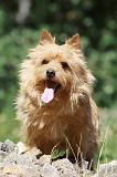 NORWICH TERRIER 078